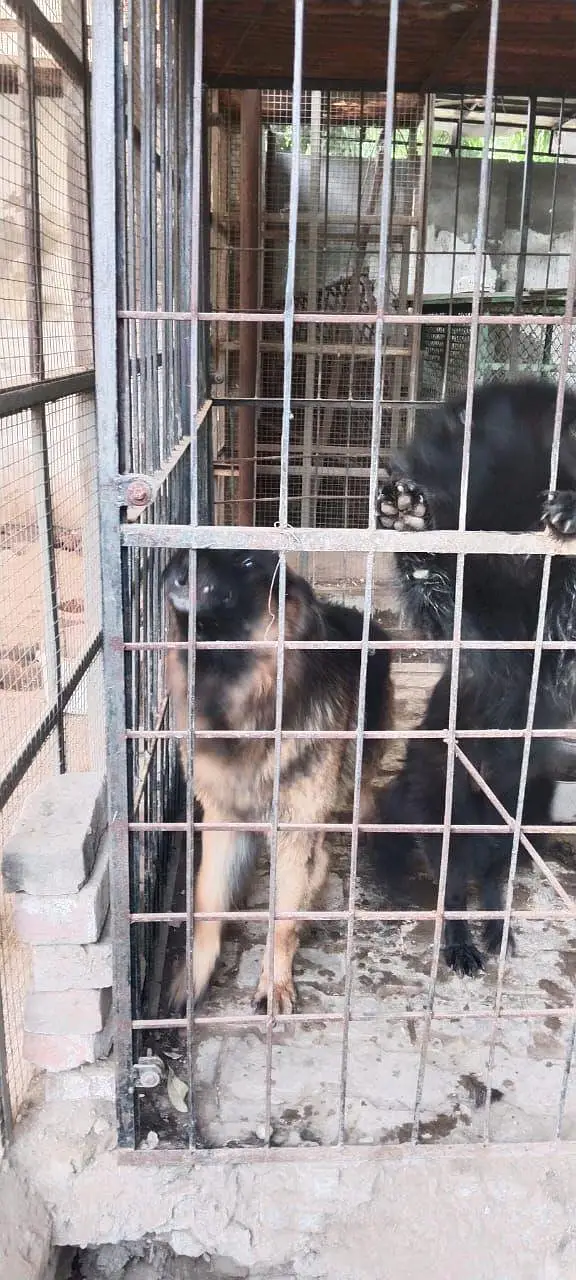 German shepherd puppy for sale / GSD — photo 4