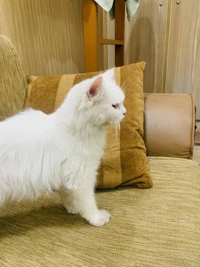 Persian cat double coat for sale ghr ki pali hoi ha