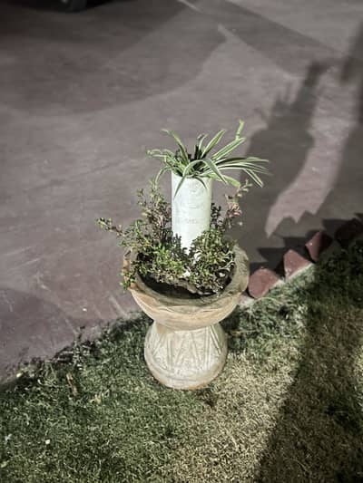 Designer plant
