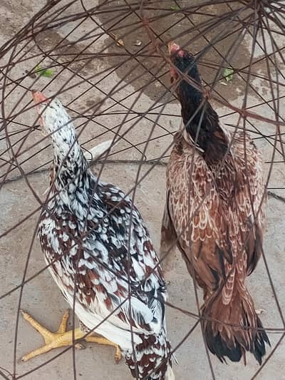 Assel pair for sale