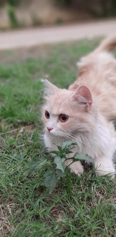 Persian white and brown triple coated yellow eyes