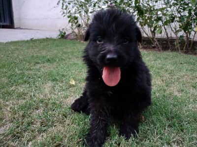 black shepherd and black and tan available