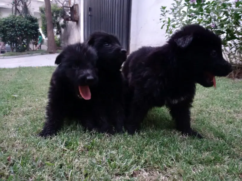 black shepherd and black and tan available — photo 2