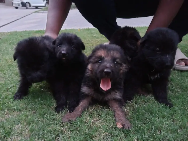 black shepherd and black and tan available — photo 3