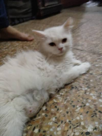1 persian cats 6 babies