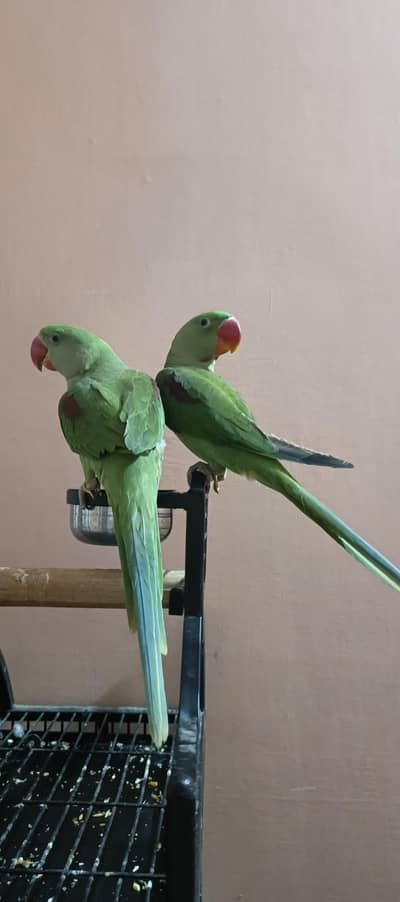 hand tame parrot