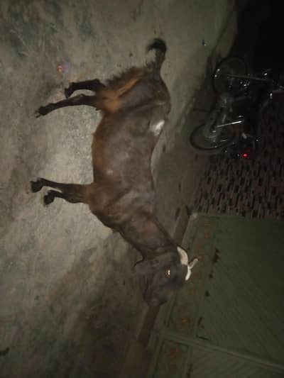 Beautiful goat For sale 1 kg milk.