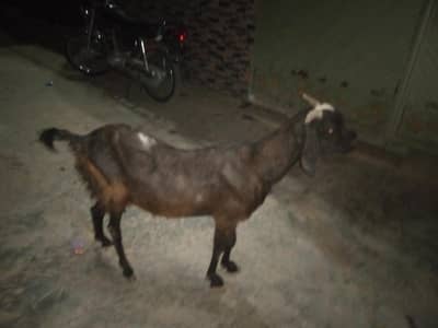 Beautiful Bakri For sale with 1 kg milk. . . . . .