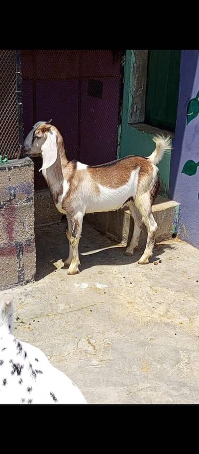 Tapra Bakra Tapri Bakri