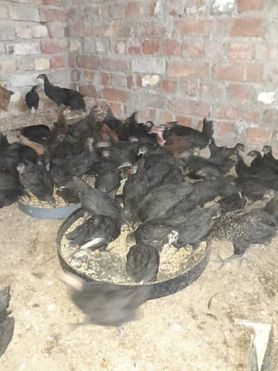healthy and active chicks available