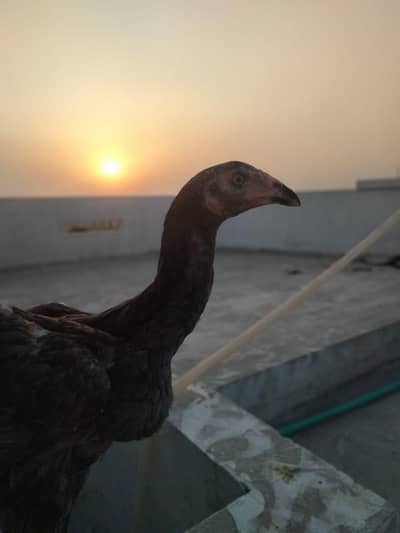 pakoye