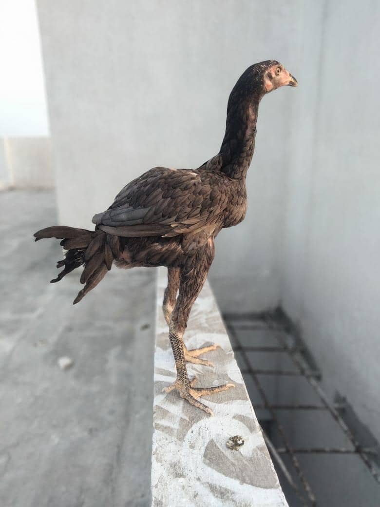 pakoye 1