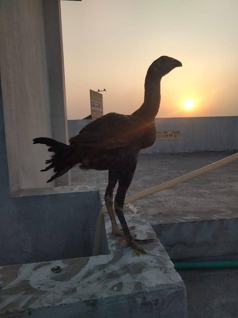 pakoye 3