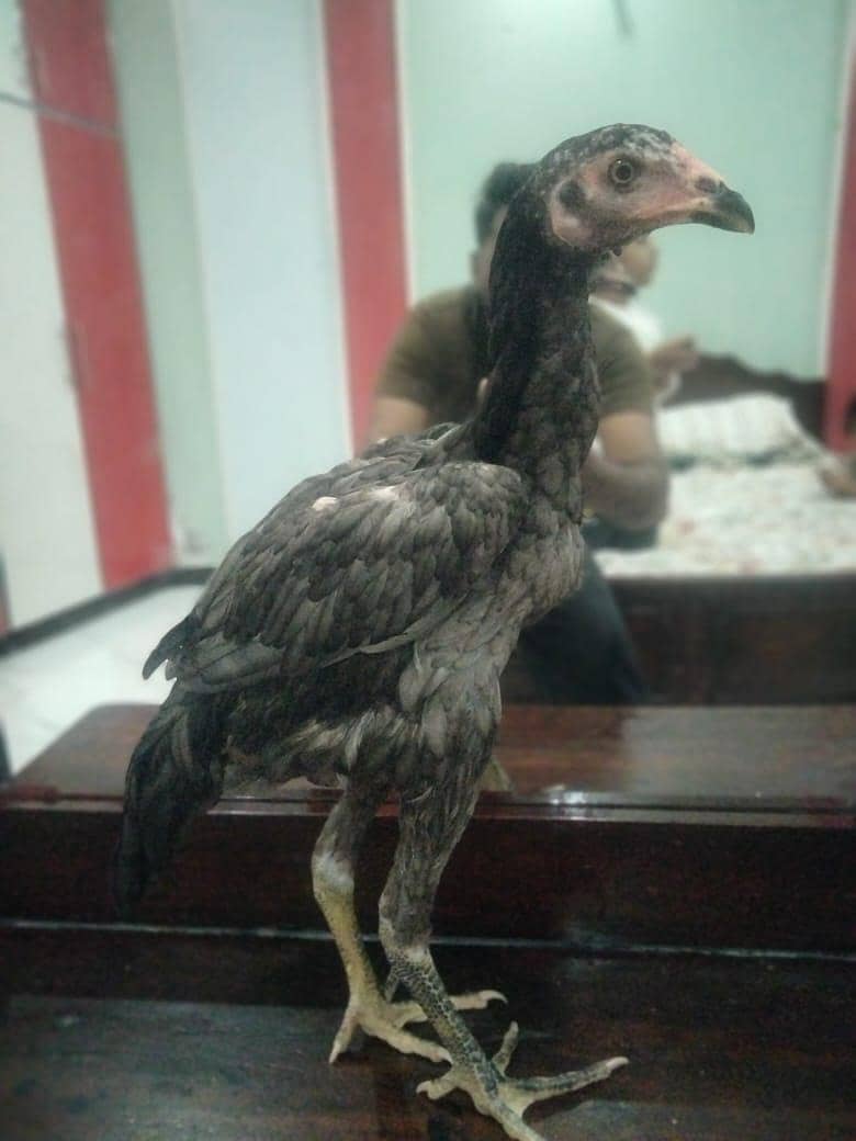 pakoye 4