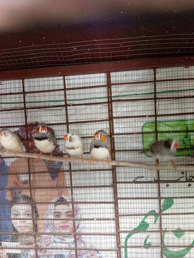 zebra finches