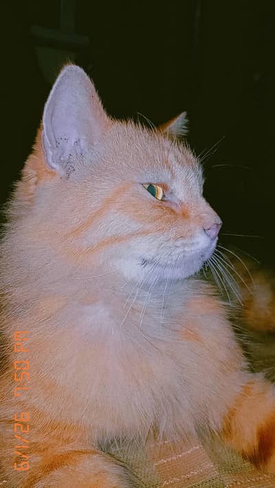 Persian Cat For sale