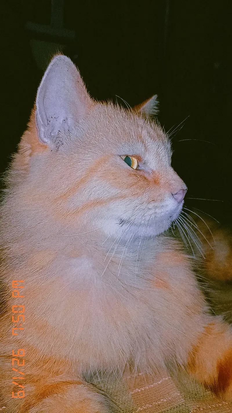 Persian Cat For sale