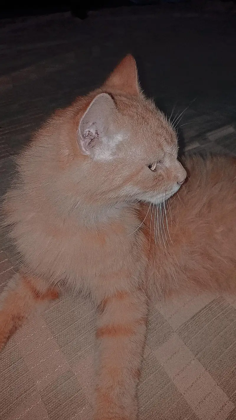 Persian Cat For sale — photo 2