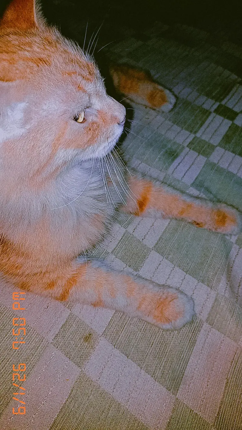Persian Cat For sale — photo 4