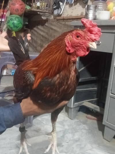 Aseel Murga laraku In Low Budget