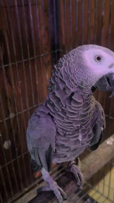 African Grey Parrot for Sale