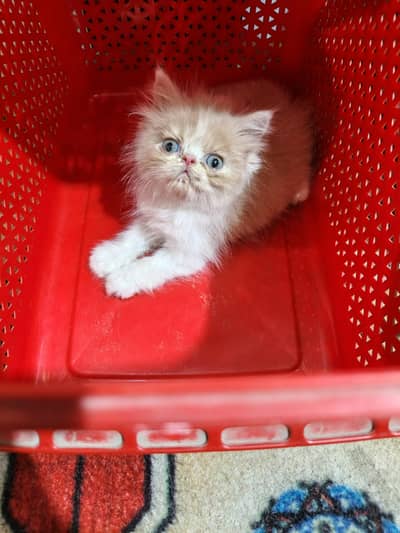 Colourful  Kittens Available / Punch face / Peki Face / Adult Male