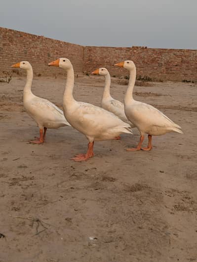 Ducks 2 pair
