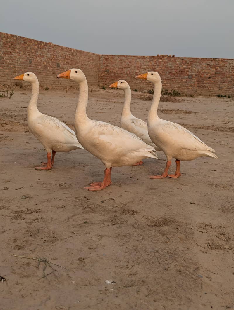 Ducks 2 pair 0