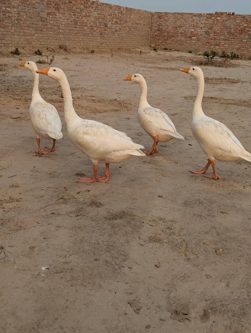 Ducks 2 pair 1