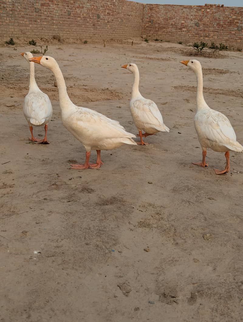 Ducks 2 pair 2