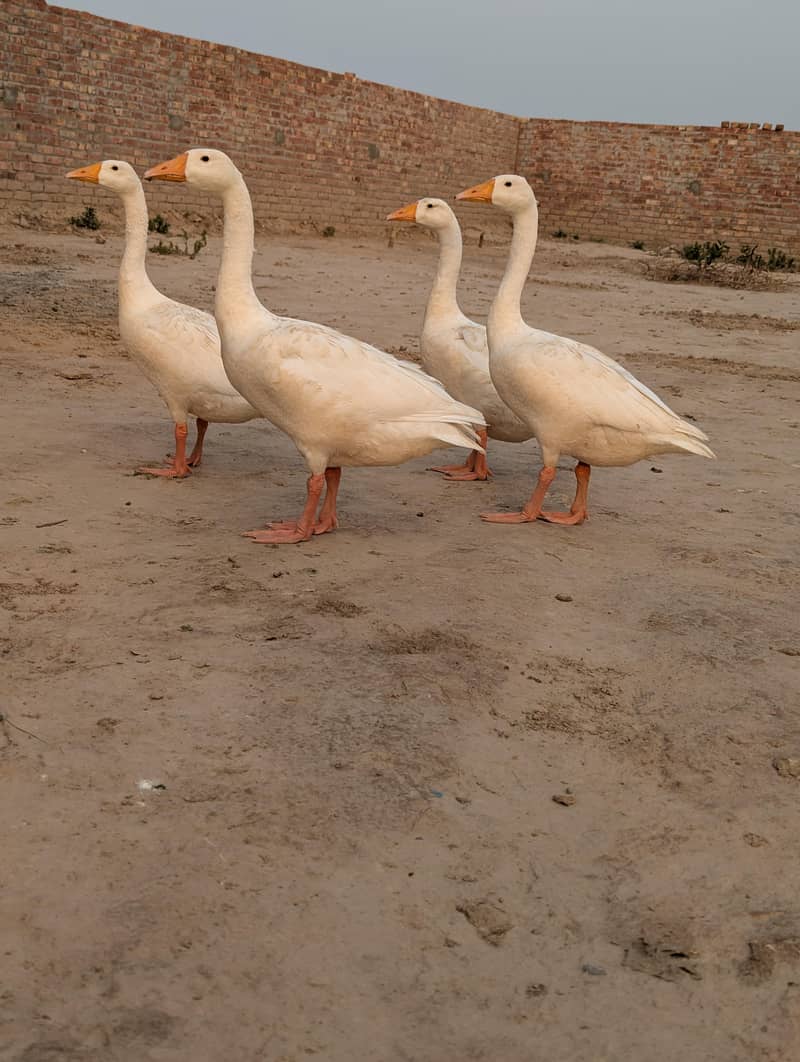 Ducks 2 pair 3
