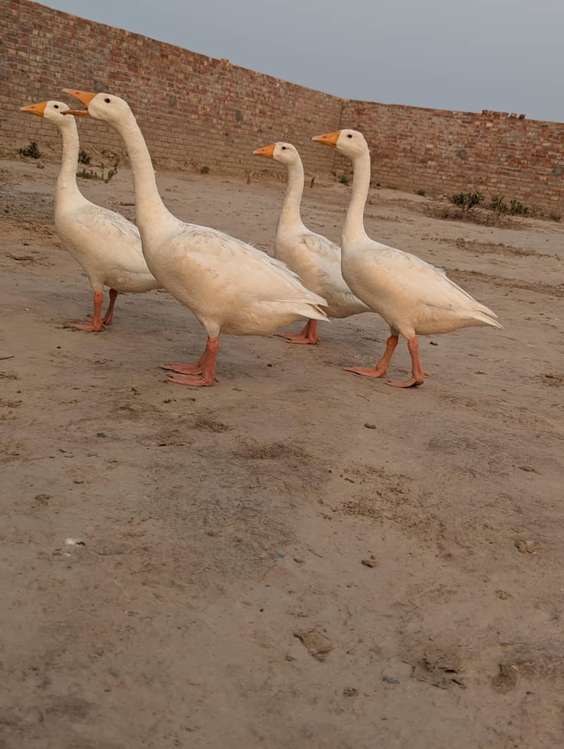 Ducks 2 pair 4
