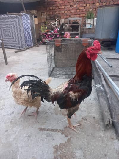 DESI HEN