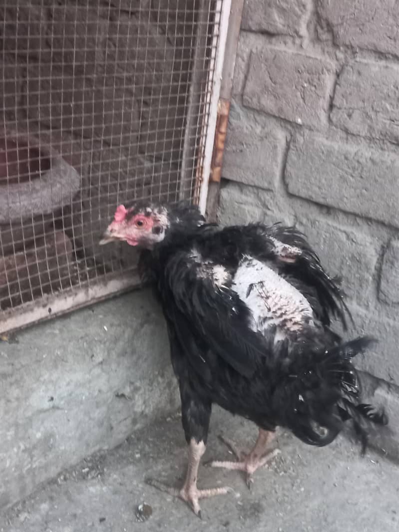 DESI HEN 1
