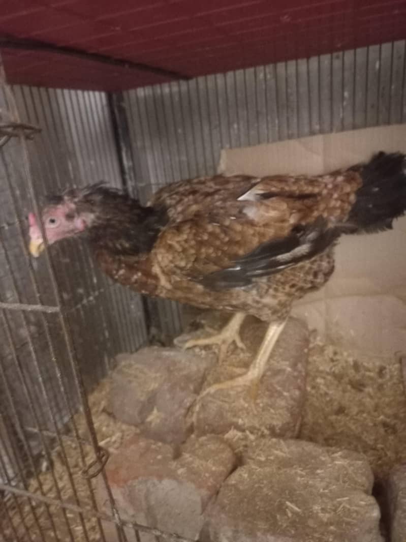DESI HEN 2