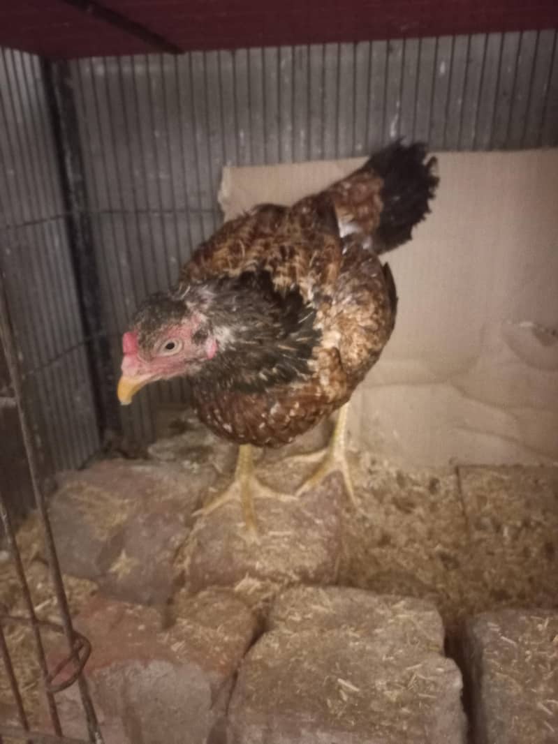DESI HEN 3