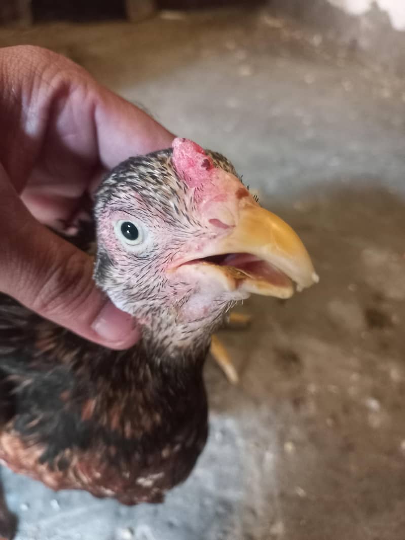 DESI HEN 4