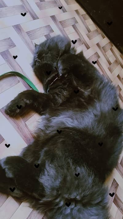 A black male cat ‍