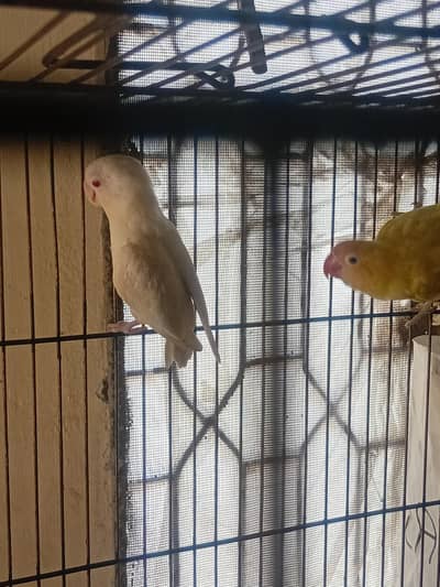 Albino red eye x parblue pastelino