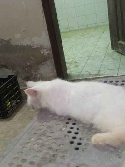 parshion kitten baby female