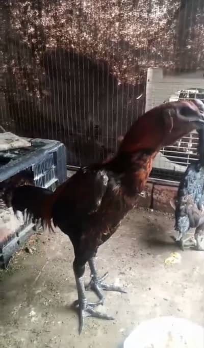 Black dragon breeder male