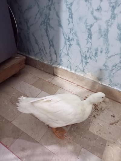 duck for sell