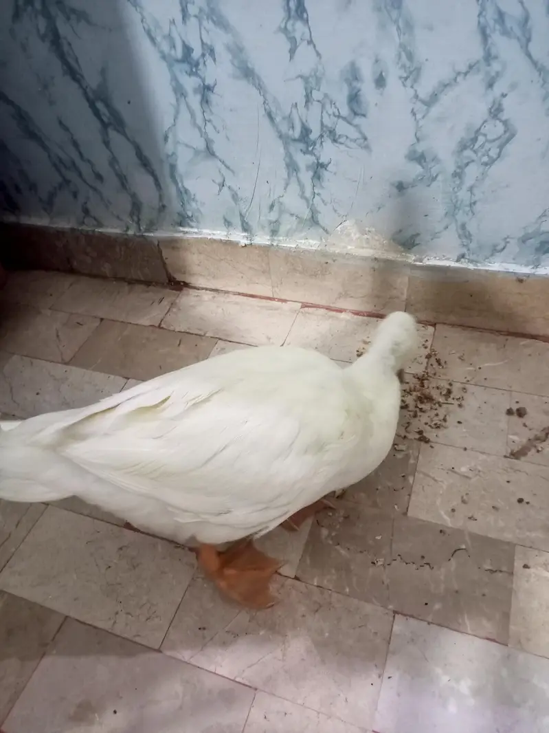 duck for sell — photo 2