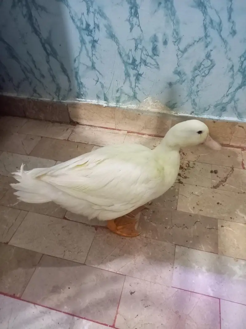 duck for sell — photo 3
