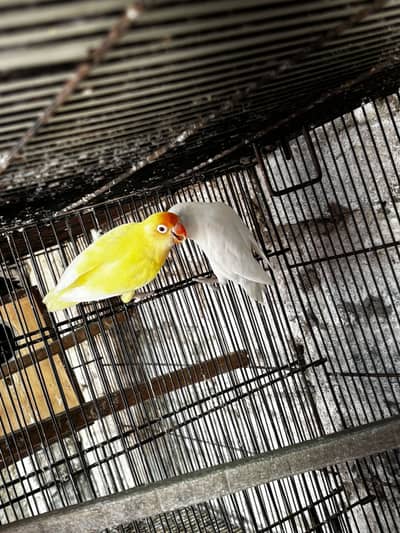 Lovebirds