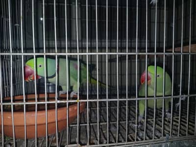 Breeder Raw Pair