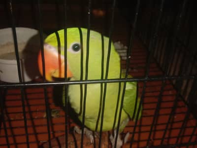 3 Month Old Baby Parrot for Sale – Healthy & Active 