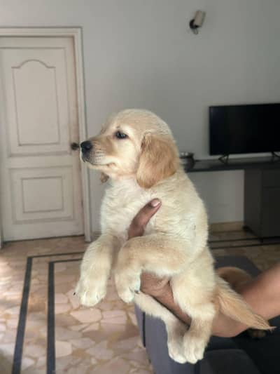 Golden Retriever Pedigreed pups