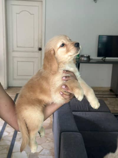 Golden Retriever Pedigreed pups