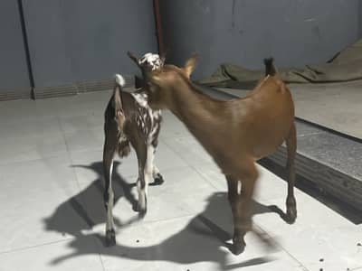 2 months teddy baby urgent sale